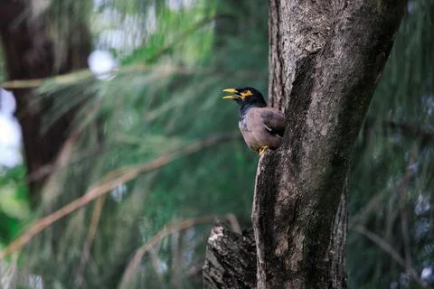 Common myna perching on a tree trunk in forest park Stock Photos
