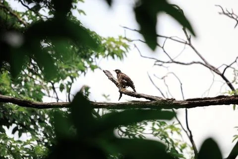 Common myna perching on a tree trunk in forest park Stock Photos