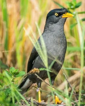 Common Myna Stock Photos