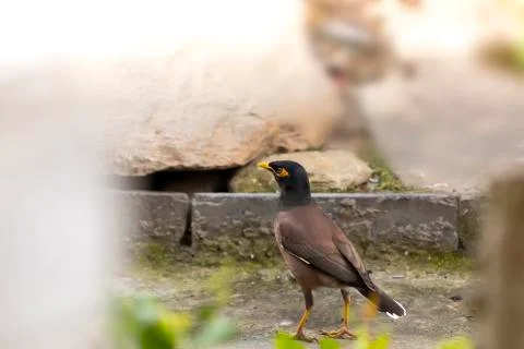 Common myna 스톡 사진