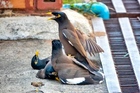 Common myna. Stock Photos
