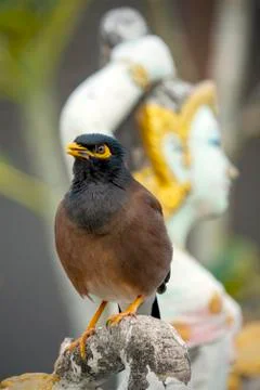 Common myna. Stock Photos