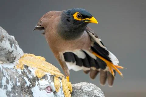 Common myna. Stock Photos