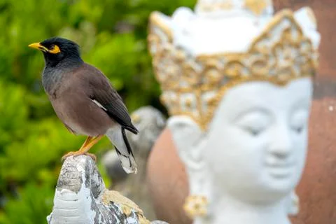 Common myna. Stock Photos