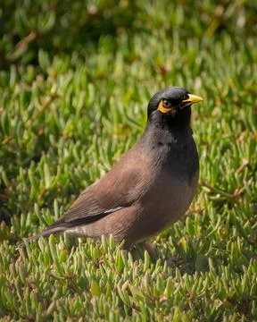 Common myna Stock Photos
