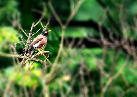 Common Myna Stock Photos