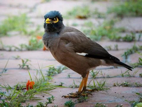 Common myna Foto stock