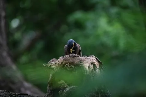Common myna, with prey in beak, perching on a tree branch in forest park Stock Photos