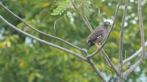 Common myna resting on the tree Stock Footage 68997300