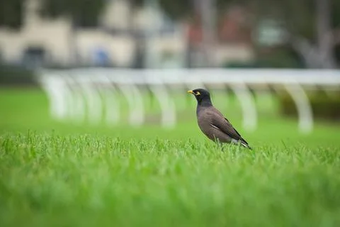 Common Myna sitting in on the grass Stock Photos