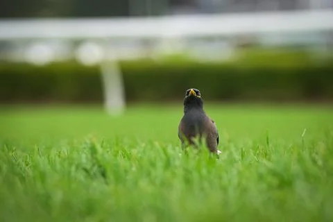 Common Myna sitting in on the grass Stock Photos