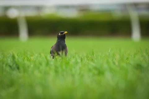 Common Myna sitting in on the grass Stock Photos