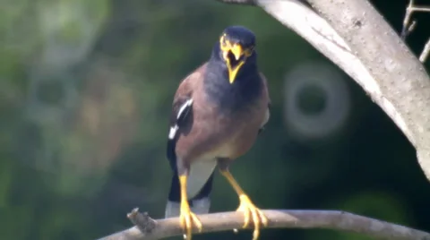 Common Myna in tree brunches. Stock Footage 39657631
