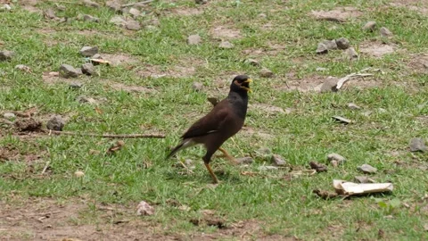 Common Myna Walking on Grass Stock Footage 311723414