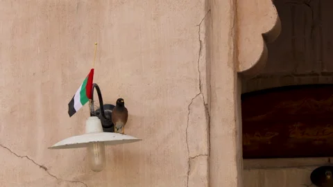 Common Myna on Wall Lantern with UAE Flag Stock Footage 327981967