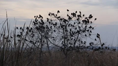 Common Mynas Stock Footage 47642118