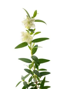 Common myrtle Stock Photos
