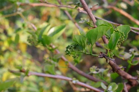 Common names include fragrant manjack, snotty gobbles, cummingcordia, glue be Stock Photos