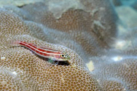Common neon triplefin Stock Photos