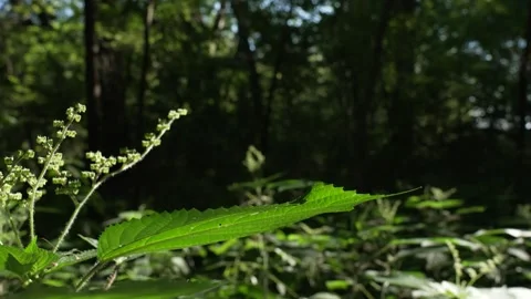 Common Nettle Close UP Stock-Footage 206142683