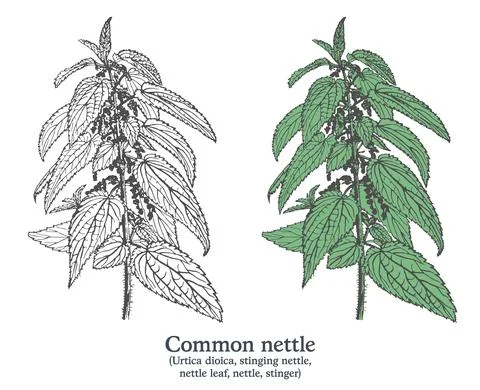 Common nettle. Colorful vector hand drawn plant. Vintage medicinal plant sketch. Stock Illustration
