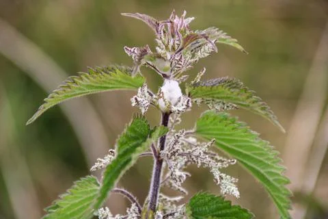 Common Nettle with Cuckoo Spit Foto stock