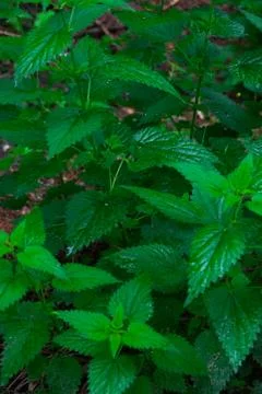 Common nettle in a german forest Stock Photos