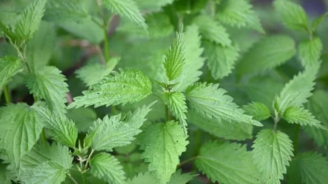 Common nettle growing in a forest. Green leaves of stinging nettle Stock Footage 308261068