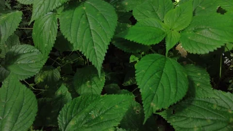 Common Nettle or stinging nettle plants Stock Footage 198127436