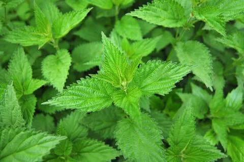 Common nettle Foto stock
