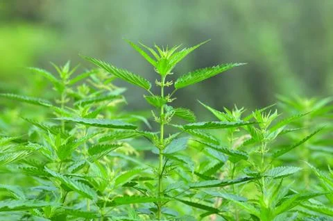 Common nettle Stock Photos