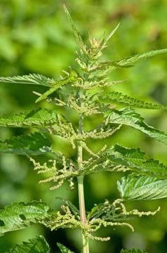 Common nettle Stock Photos