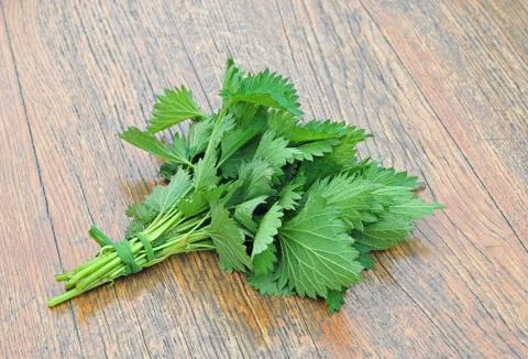 Common nettle Stock Photos