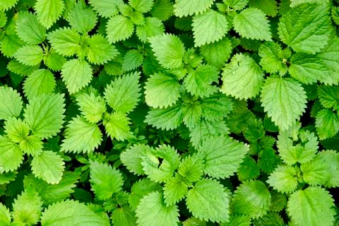 Common nettle Stock Photos