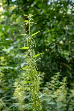 Common nettle Foto stock