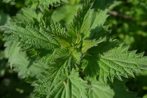Common nettle Stock Photos