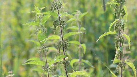 Common nettle plant, stinging nettle, medicinal plant Video stock 112782878