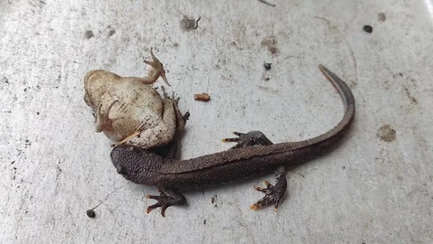 A common newt has caught a frog and is trying to eat it. Stock Footage 307443073