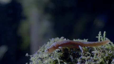 Common newt migrating to breeding waters in the moonlight Video stock 170710286