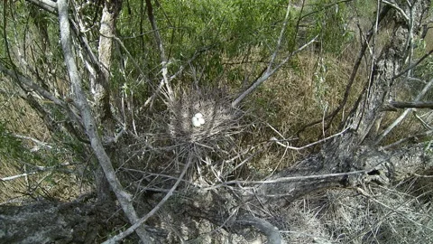 Common night heron comes and sits on nest with eggs. Stock Footage 229102468