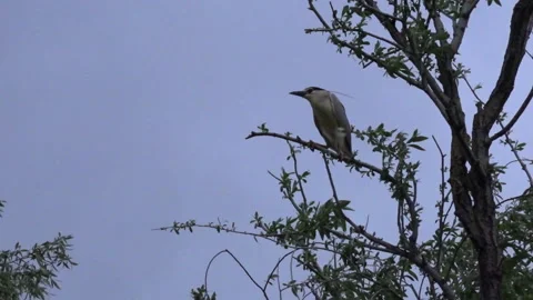 Common night heron is sitting on tree. Stock Footage 228984811