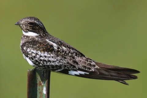 Common nighthawk (chordeiles minor) on a post Stock Photos
