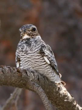 Common Nighthawk from the Front Stock Photos