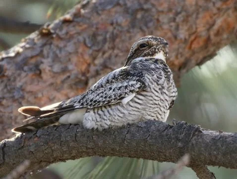 Common Nighthawk Perched on a Branch Stock Photos