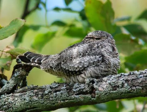 Common nighthawk Stock Photos