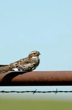 Common Nighthawk Stock Photos