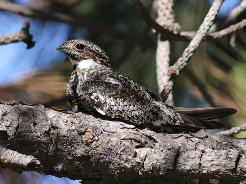 Common Nighthawk in Sunlight Stock Photos