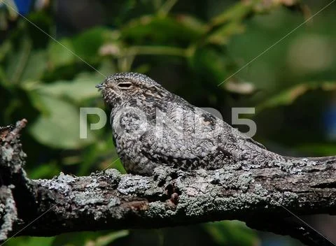 Common nighthawk2 Stock Photos