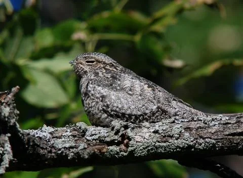 Common nighthawk2 Foto stock