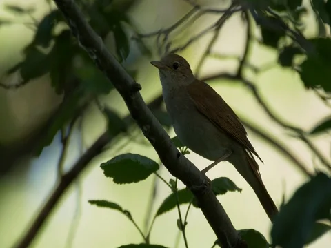 Common nightingale (Luscinia megarhynchos) singing Stock Footage